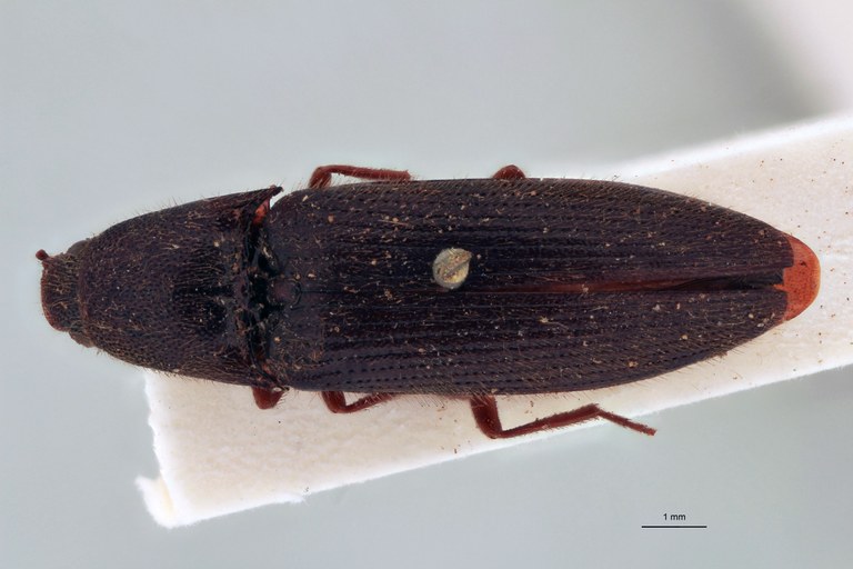 Priopus ardjoenicus M Lt D.jpg Priopus ardjoenicus M Lt D.jpg
