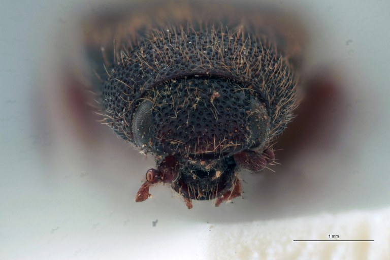 Priopus ardjoenicus M Lt F.jpg Priopus ardjoenicus M Lt F.jpg