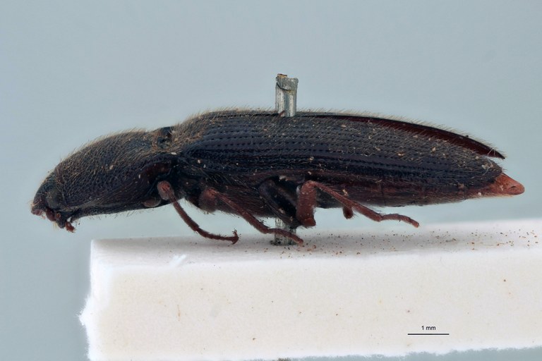 Priopus ardjoenicus M Lt L.jpg Priopus ardjoenicus M Lt L.jpg