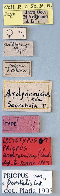 Priopus ardjoenicus M Lt Labels.jpg Priopus ardjoenicus M Lt Labels.jpg
