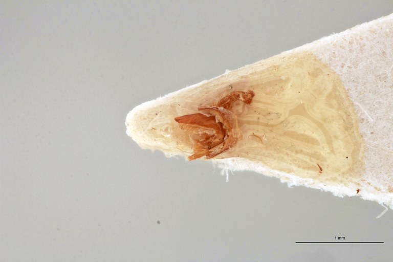 Priopus barbus F Lt Aedeagus.jpg Priopus barbus F Lt Aedeagus.jpg