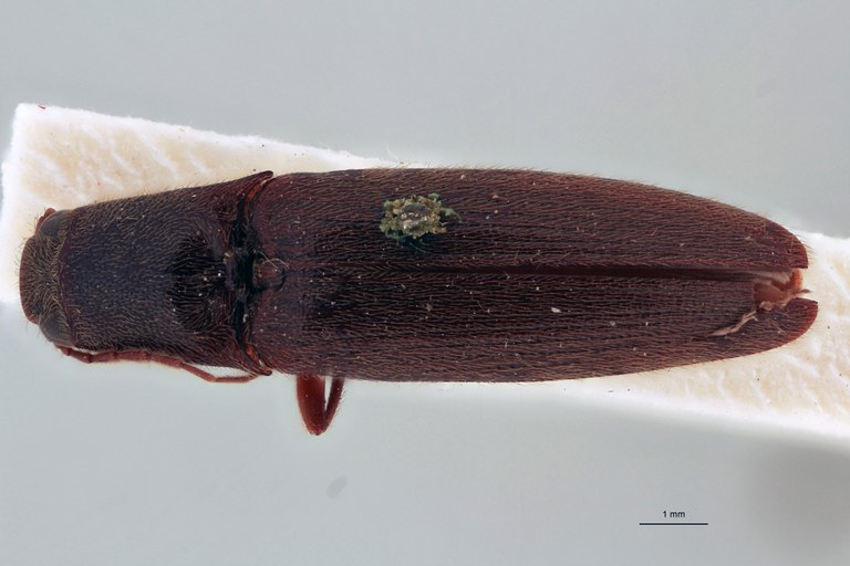 Priopus barbus F Lt D.jpg Priopus barbus F Lt D.jpg