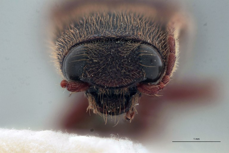 Priopus barbus F Lt F.jpg Priopus barbus F Lt F.jpg