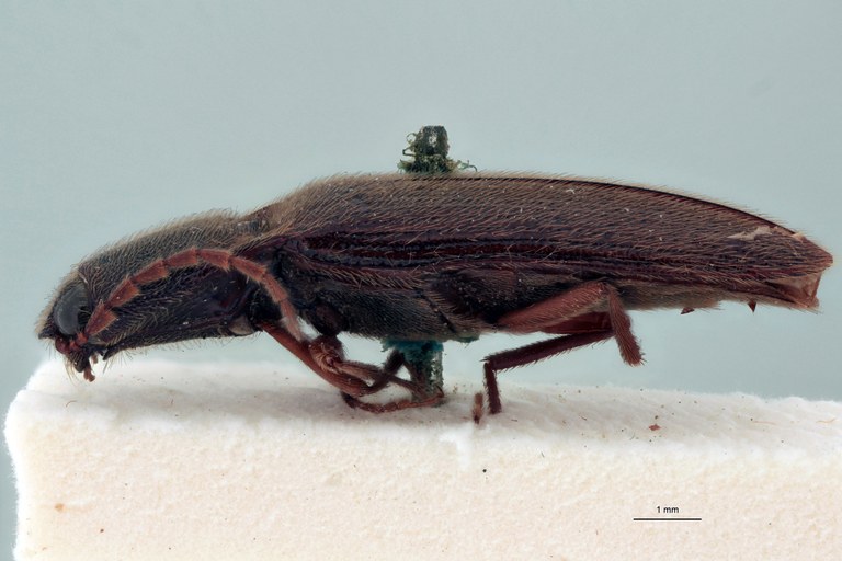 Priopus barbus F Lt L.jpg Priopus barbus F Lt L.jpg