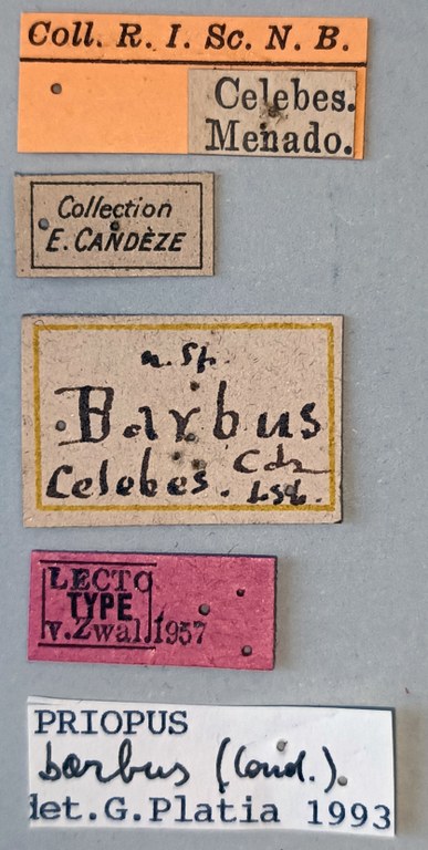 Priopus barbus F Lt Labels.jpg Priopus barbus F Lt Labels.jpg