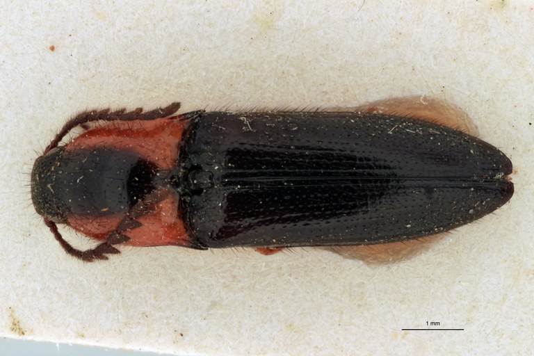 Priopus brevis M Plt D.jpg Priopus brevis M Plt D.jpg