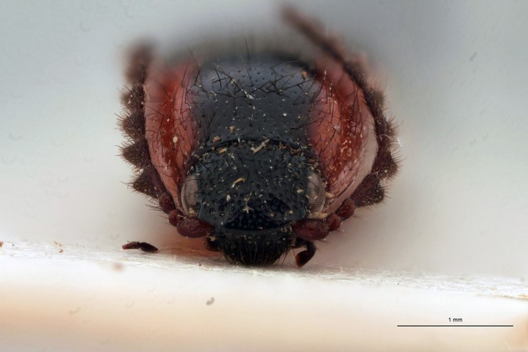 Priopus brevis M Plt F.jpg Priopus brevis M Plt F.jpg