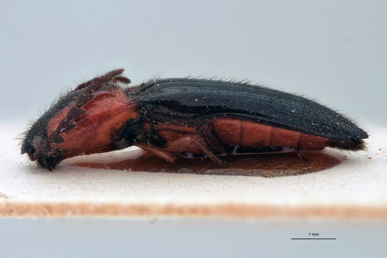 Priopus brevis M Plt L.jpg Priopus brevis M Plt L.jpg