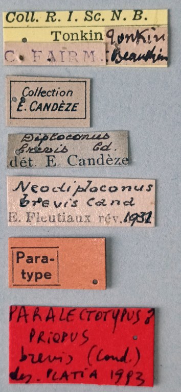 Priopus brevis M Plt Labels.jpg Priopus brevis M Plt Labels.jpg