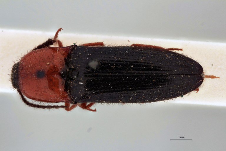 Priopus brevis F Lt D.jpg Priopus brevis F Lt D.jpg