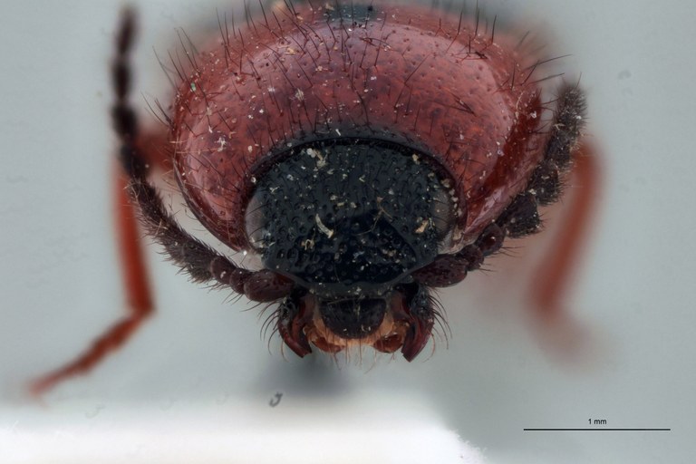 Priopus brevis F Lt F.jpg Priopus brevis F Lt F.jpg