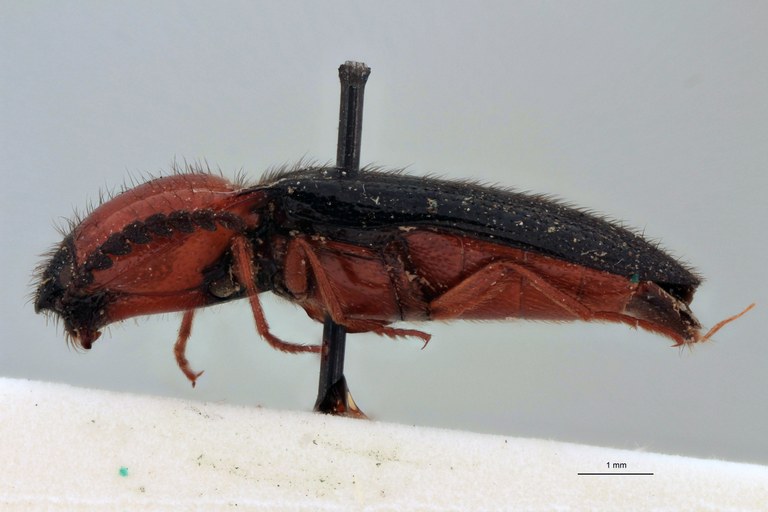 Priopus brevis F Lt L.jpg Priopus brevis F Lt L.jpg