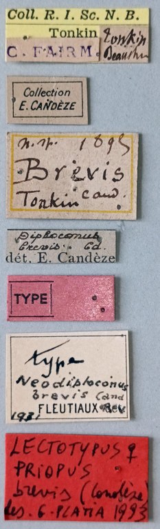 Priopus brevis F Lt Labels.jpg Priopus brevis F Lt Labels.jpg