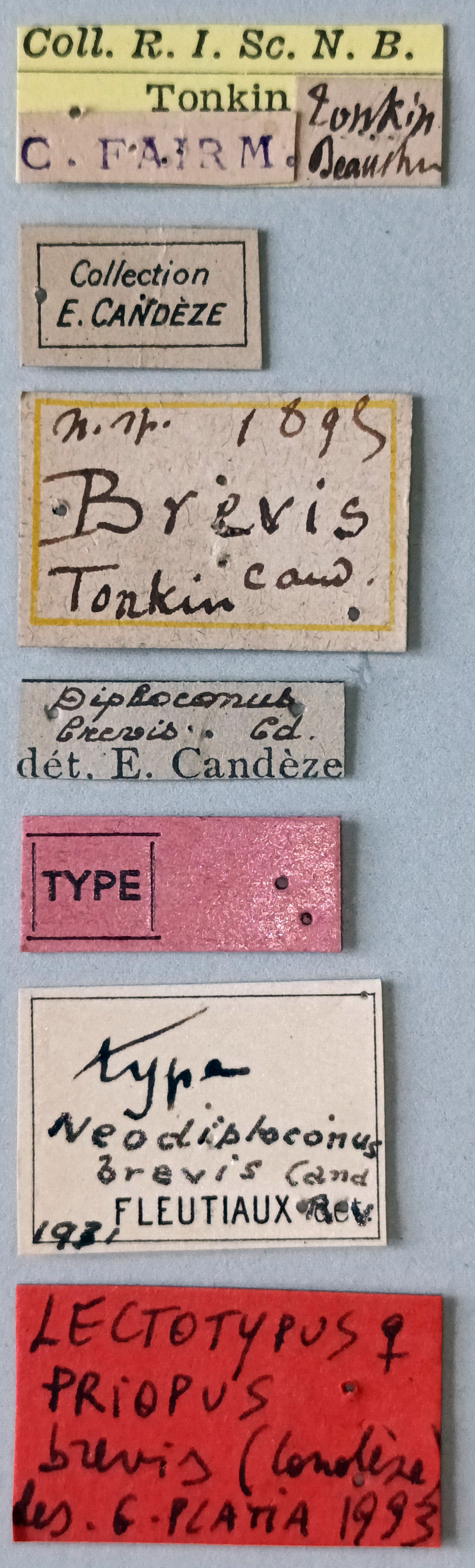 Priopus brevis F Lt Labels.jpg