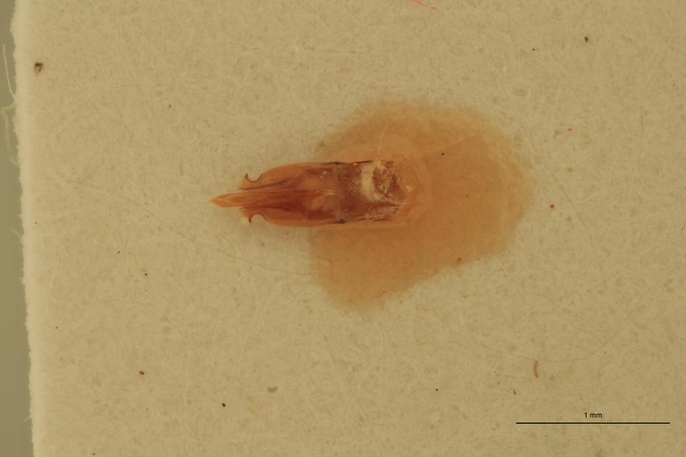 Priopus candezei M Pt Aedeagus.jpg