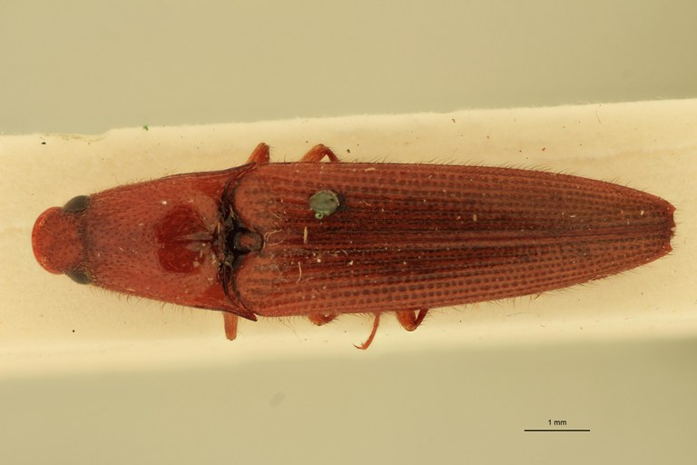 Priopus candezei M Pt D.jpg