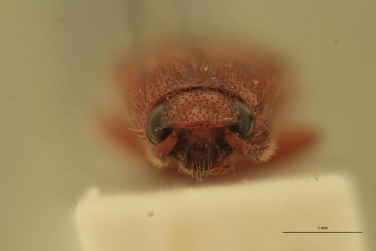 Priopus candezei M Pt F.jpg