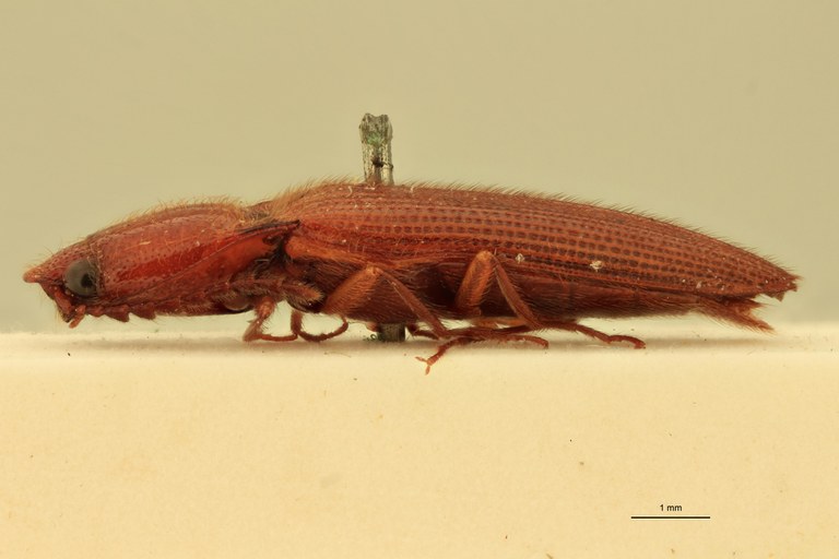 Priopus candezei M Pt L.jpg