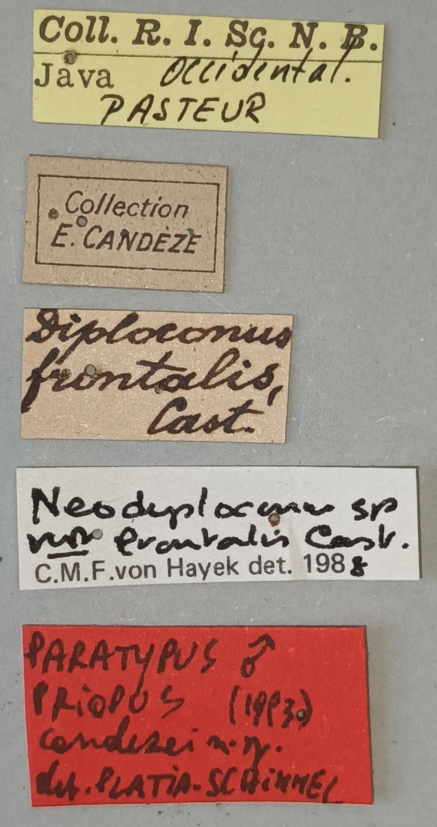 Priopus candezei M Pt Labels.jpg