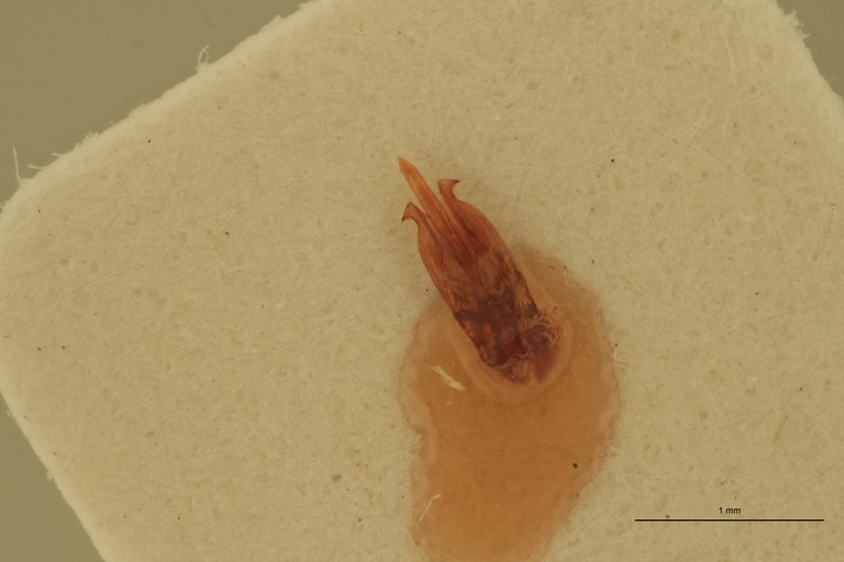 Priopus candezei M Ht Aedeagus.jpg