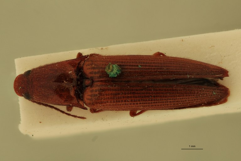 Priopus candezei M Ht D.jpg