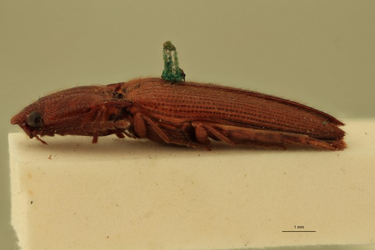 Priopus candezei M Ht L.jpg