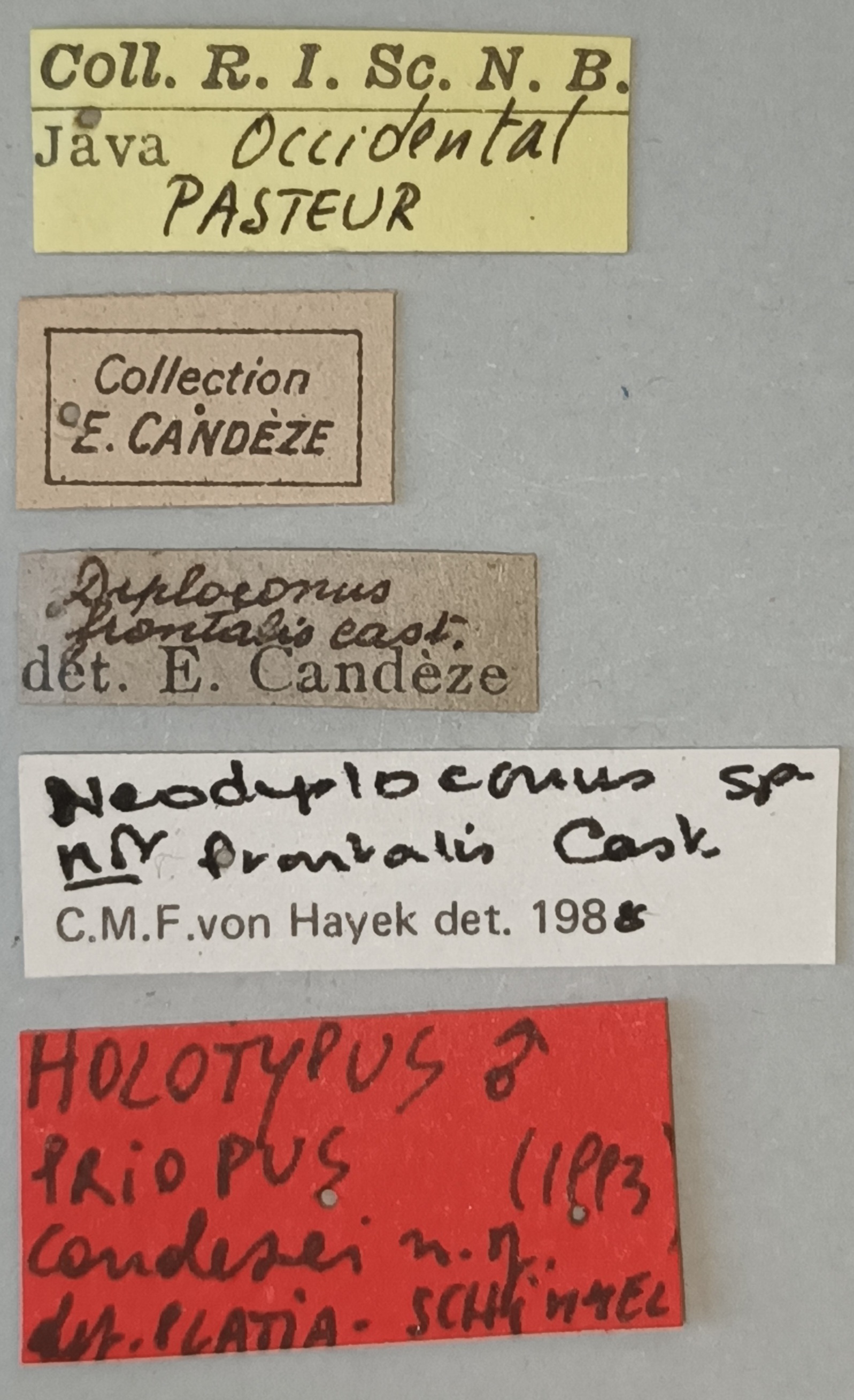 Priopus candezei M Ht Labels.jpg