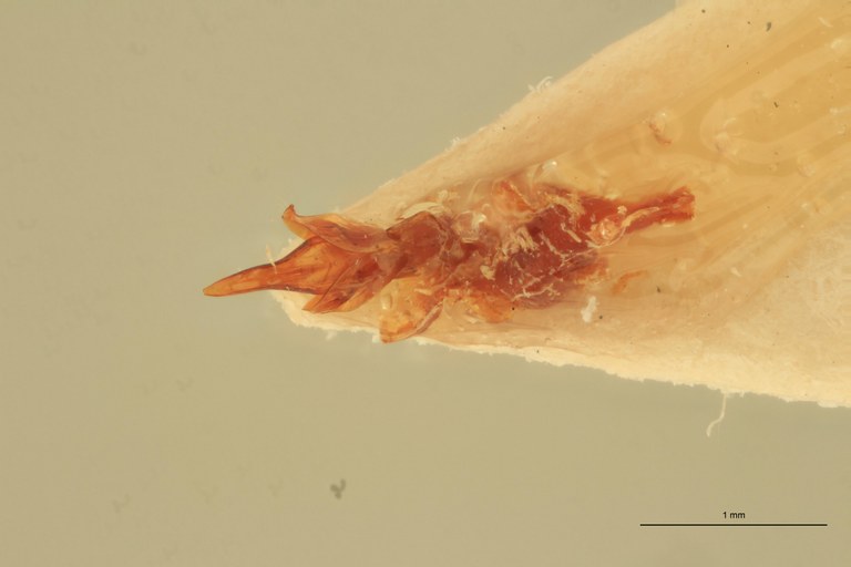 Priopus cantharus M Lt Aedeagus.jpg