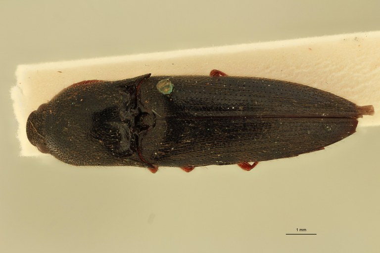 Priopus cantharus M Lt D.jpg