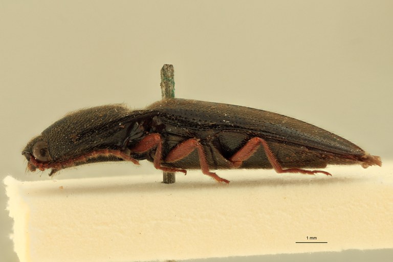 Priopus cantharus M Lt L.jpg