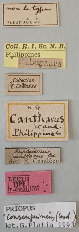 Priopus cantharus M Lt Labels.jpg