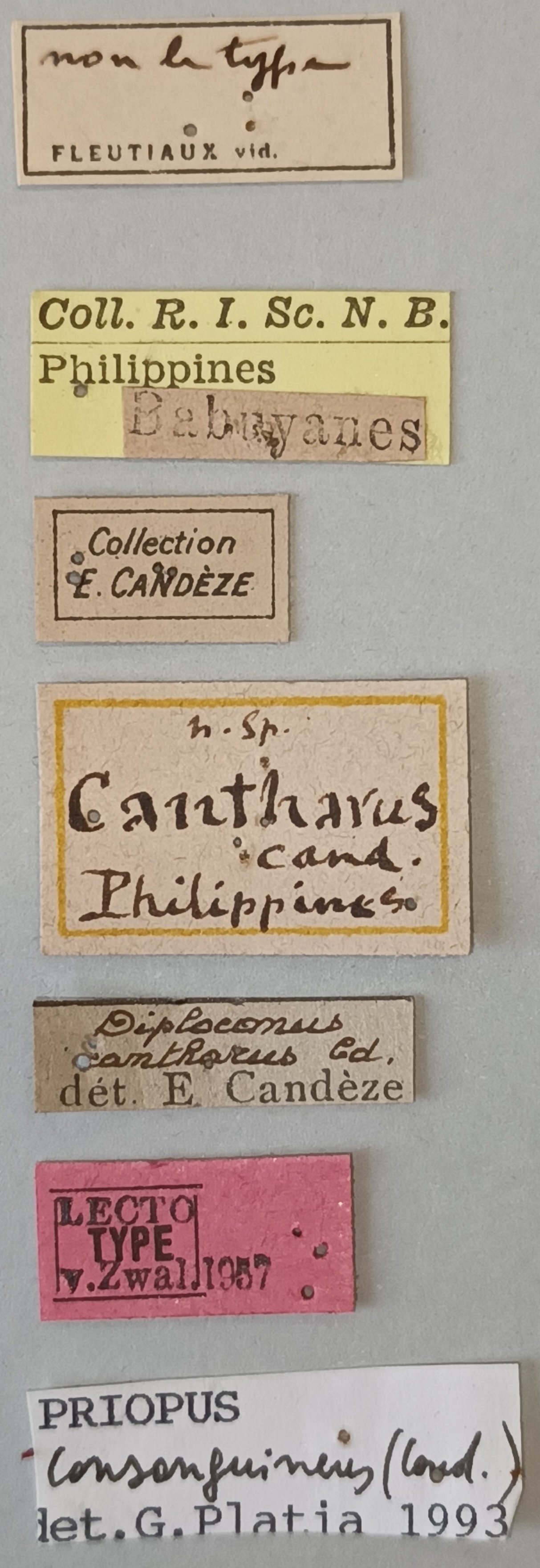 Priopus cantharus M Lt Labels.jpg