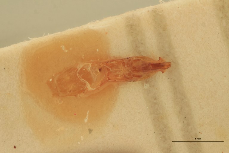 Priopus carneus M Plt Aedeagus.jpg