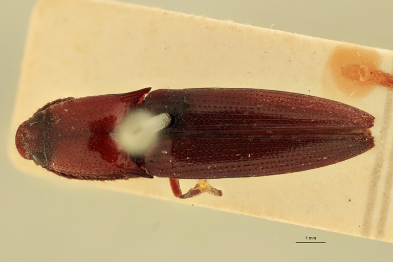 Priopus carneus M Plt D.jpg