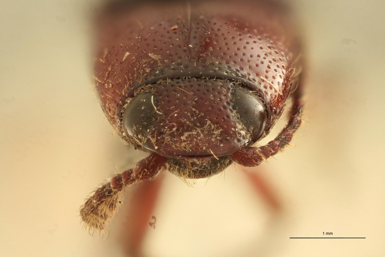 Priopus carneus M Plt F.jpg