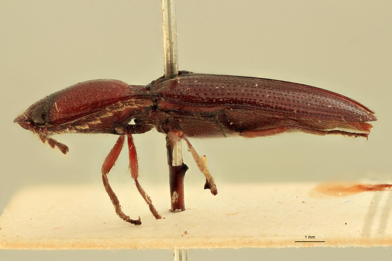 Priopus carneus M Plt L.jpg