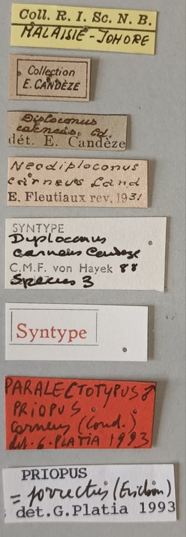 Priopus carneus M Plt Labels.jpg