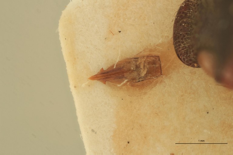 Priopus carneus M Lt Aedeagus.jpg