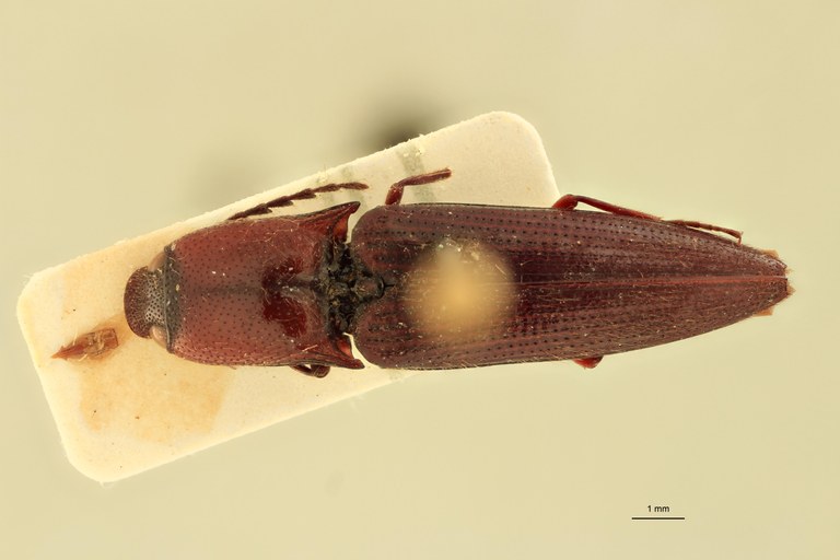 Priopus carneus M Lt D.jpg