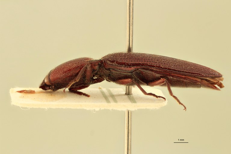 Priopus carneus M Lt L.jpg