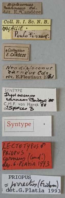 Priopus carneus M Lt Labels.jpg