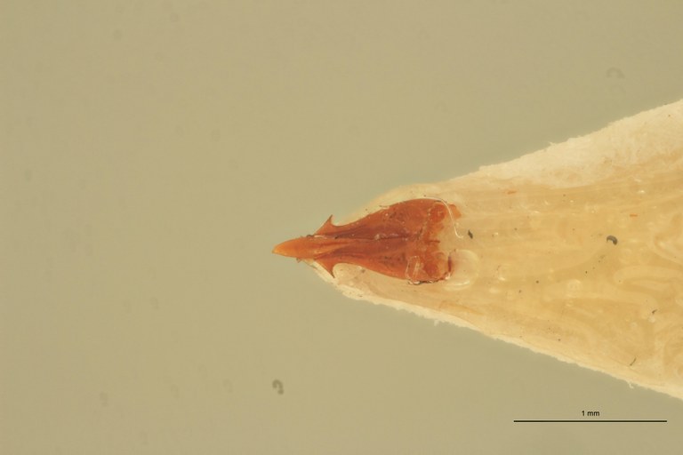 Priopus cervinus M Lt Aedeagus.jpg