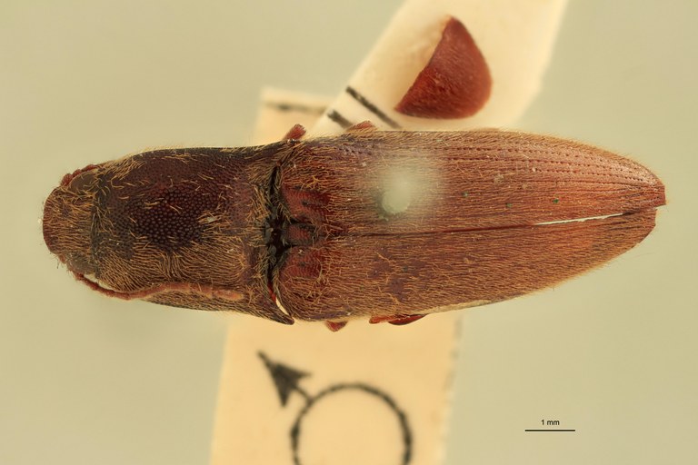 Priopus cervinus M Lt D.jpg