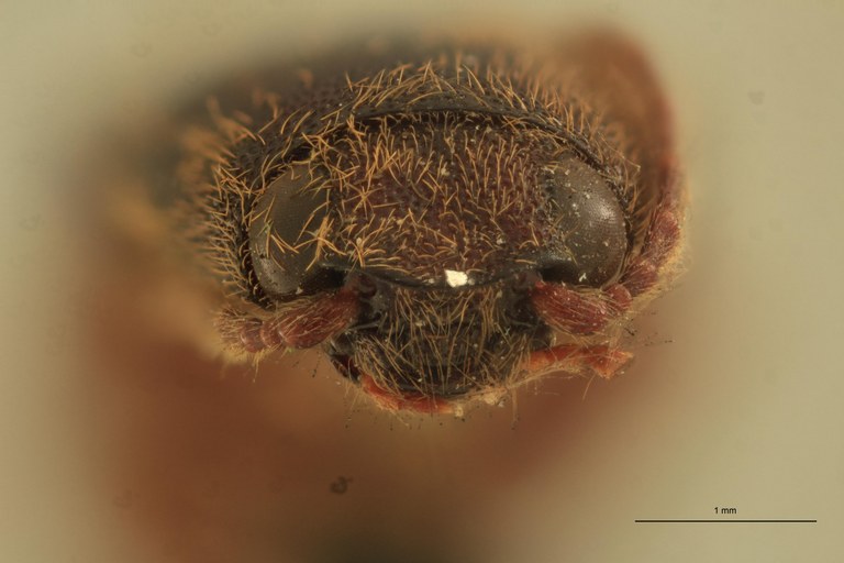 Priopus cervinus M Lt F.jpg