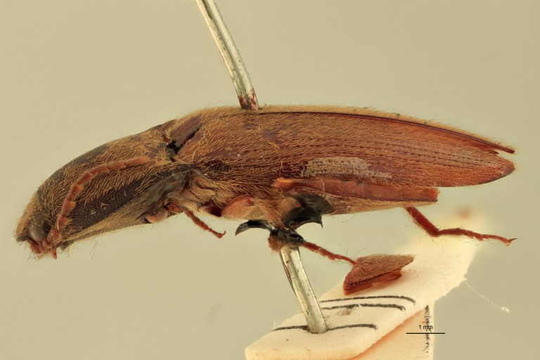 Priopus cervinus M Lt L.jpg
