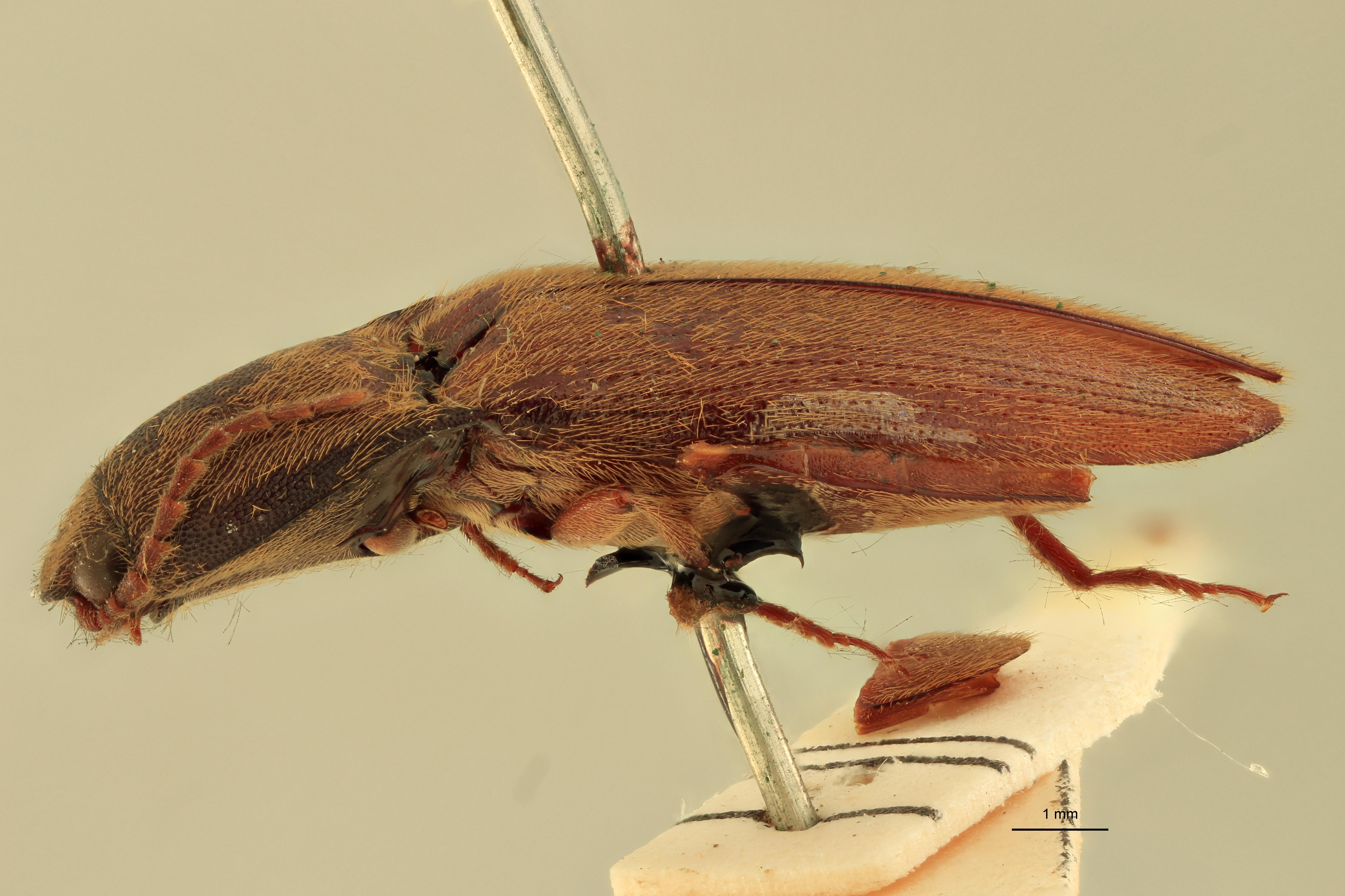 Priopus cervinus M Lt L.jpg