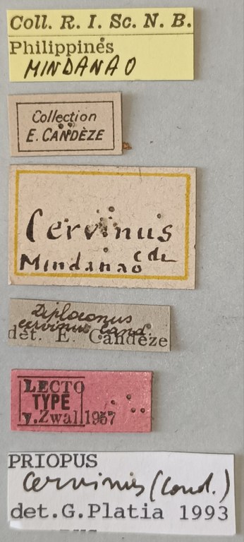 Priopus cervinus M Lt Labels.jpg