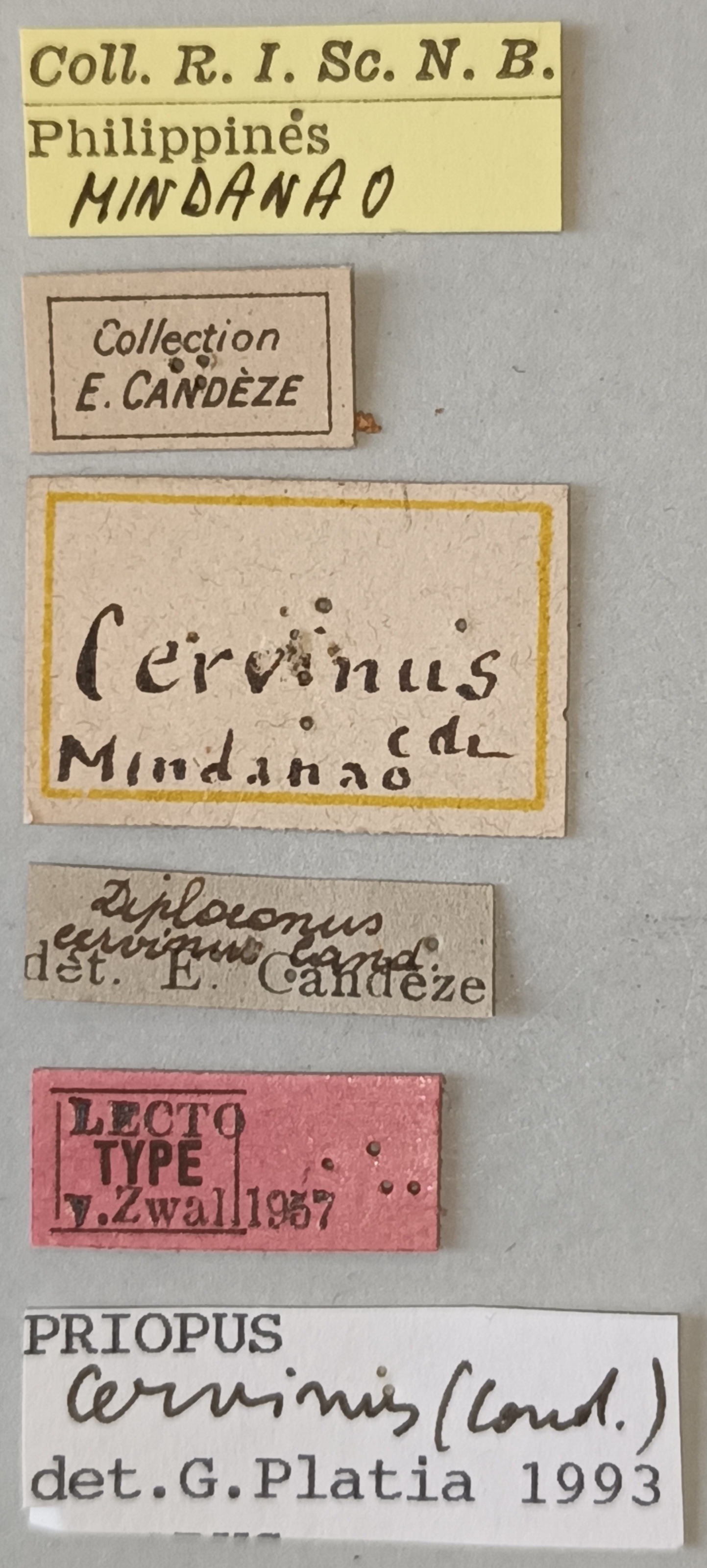 Priopus cervinus M Lt Labels.jpg