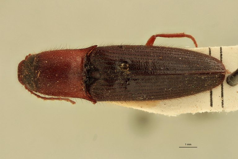 Priopus communis M Pt D.jpg