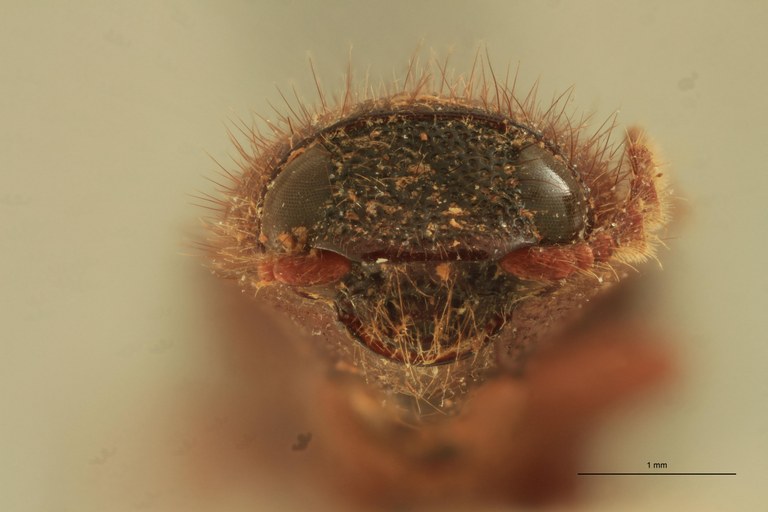 Priopus communis M Pt F.jpg